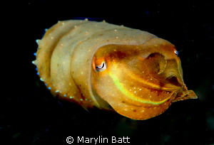 Beautiful yellow cuttlefish on night dive. by Marylin Batt 